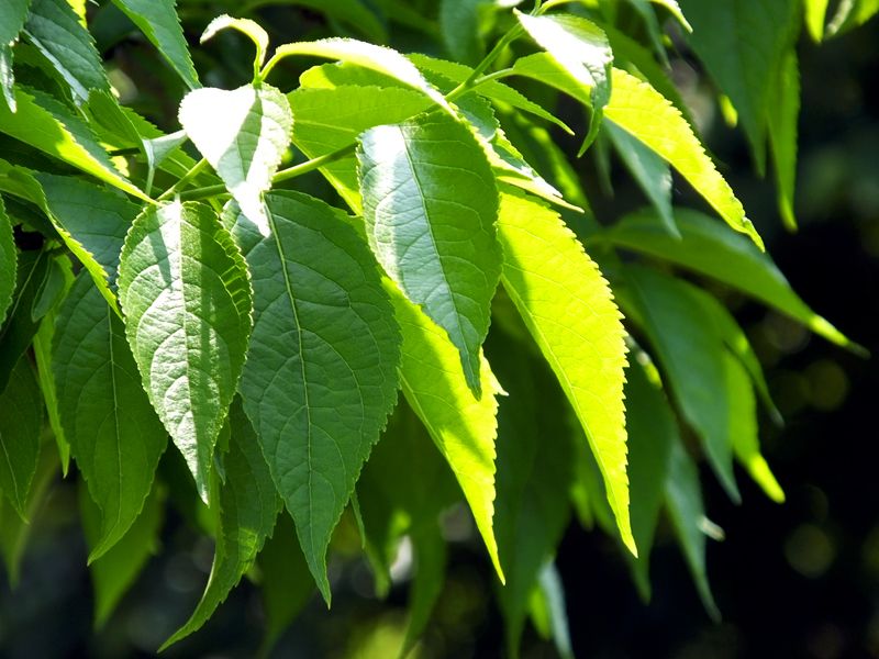32 checkpoint di qualità dell'estratto di eucmma: come proteggiamo ogni goccia di essenza naturale