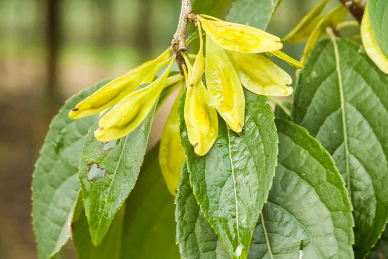Estratto di EuCommia: Lascia che la conservazione degli alimenti torni alla natura