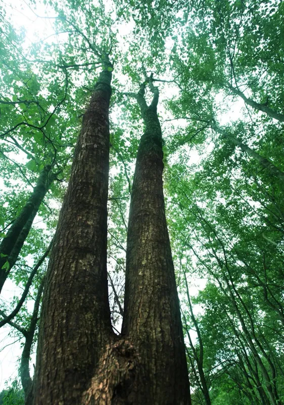Tecnologia di estrazione di CO2 supercritica: la rivoluzione verde dell'estrazione