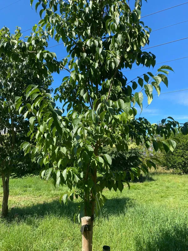 Analisi delle differenze di qualità di EuComia Ulmoides di diverse età degli alberi