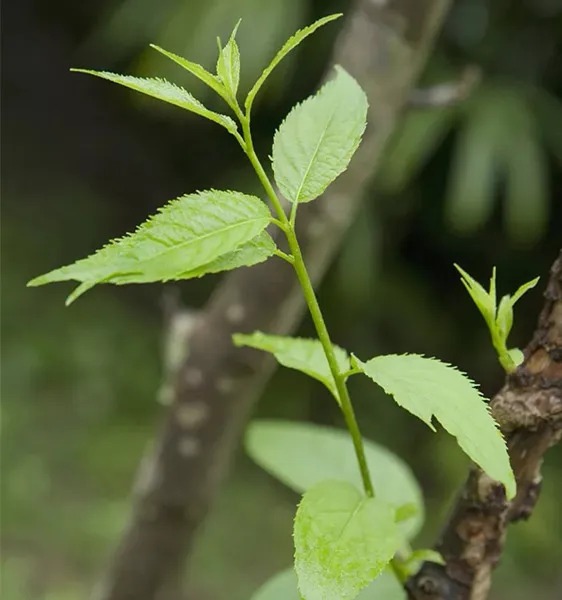 Pretrattamento in quattro fasi di foglie di eucmma fresche