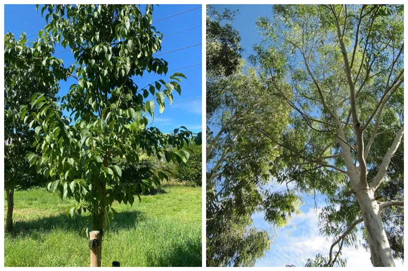 Fai una svolta tecnologica di dieci anni nella coltivazione organica di EuCommia Ulmoides con zero pesticidi