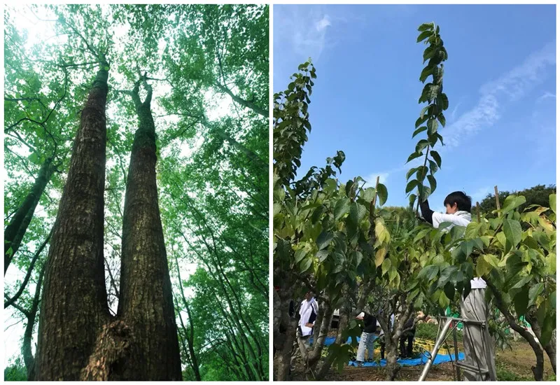 Pratica sostenibile dell'economia forestale di Eucmme